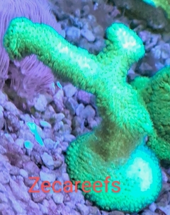 Pocilophora super green