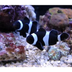 Black Ocellaris Clownfish
