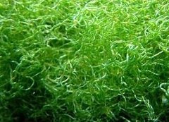 Alga Chaetomorpha Spiralis