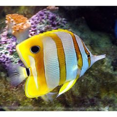 Copperband Butterflyfish MD/GD(Chelmon rostratus)