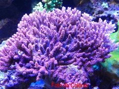 acropora Red Planet - comprar online