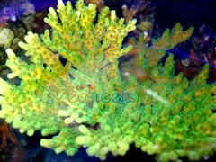 Acropora Table eflorencis - comprar online