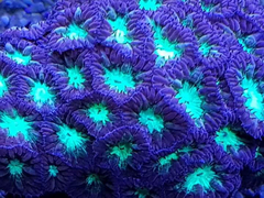 Blastomussa Merletti ( PURPLE AND BLUE )