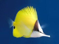 Yellow longnose butterflyfish (Forcipiger flavissimus)