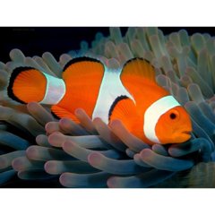 Ocellaris Clownfish - 4 cm