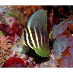 Sailfin Tang (Zebrassoma veliferum) - GD