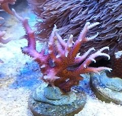 Seriantopora Histrix hot pink