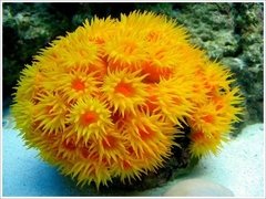 Sun Coral Yellow - Tubastrea