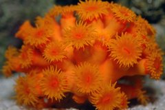 Sun Coral Orange - Tubastrea