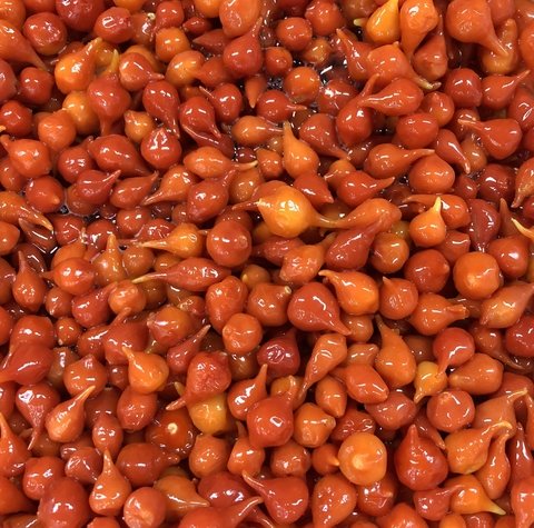 PIMENTA BIQUINHO EM CONSERVA | 100g