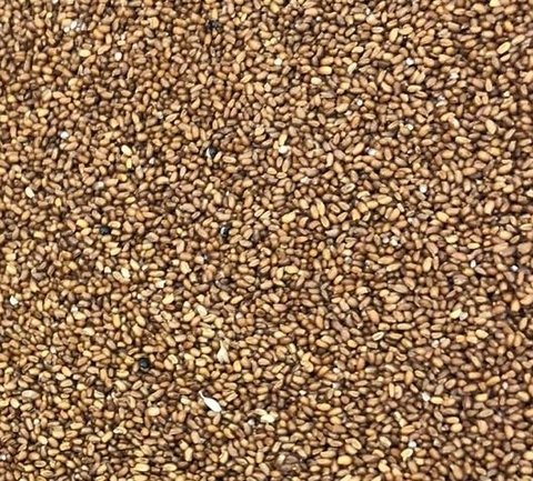 TEFF EM GRÃOS | 100g