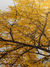 Quadro Decorativo - Arvore Amarela (canvas) - comprar online