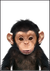 Quadro Decorativo - Macaco Safari Baby