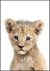 Quadro Decorativo - Leão Safari Baby
