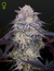 Automática King´s Juice X3 Green House Seeds