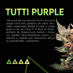 Autofloreciente Tutti Purple x 3 semillas Sé+ Colección - comprar online