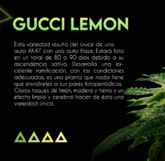 Autofloreciente Gucci Lemon x 3 semillas Sé+ Colección - comprar online