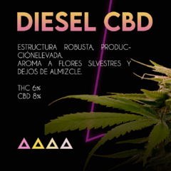 Fotoperiodica Diesel CBD x 3 semillas Sé+ Colección - comprar online