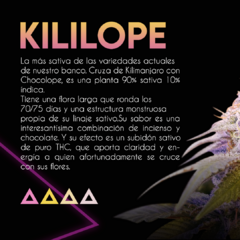 Fotoperiodica Kililope x 3 semillas Sé+ Colección - comprar online
