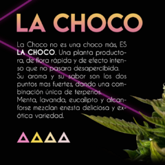 Fotoperiodica La Choco x 3 semillas Sé+ Colección - comprar online