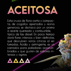 Fotoperiodica Aceitosa x 3 semillas Sé+ Colección - comprar online