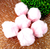 Pompom Peluciado Rosa Bebê 45mm Para Artesanato Pct com 2 pçs ref.:4194 - comprar online