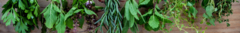 Banner da categoria Ervas - Plantas Medicinais - Chás