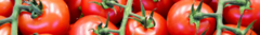 Banner da categoria Tomates e Berinjelas