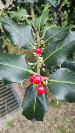 Azevinho - Ilex aquifolium - Planta de Natal - Sementes na internet