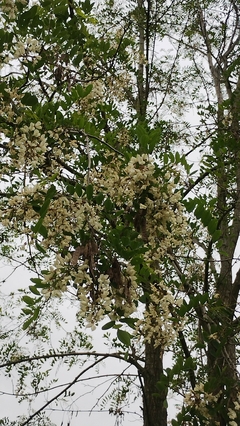 Azevinho - Ilex aquifolium - Planta de Natal - Sementes - Plantamundo