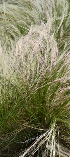 Imagem do Stipa capillada - Grama Agulha - Grama ornamental - Sementes