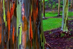 Eucalipto Arco Iris - Eucalyptus deglupta - comprar online