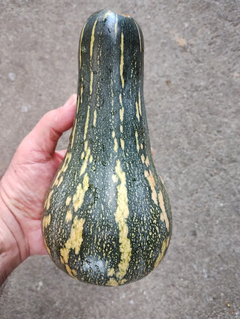 Abóbora PaulIsta Rajada - Cucurbita moschata - Doce e deliciosa