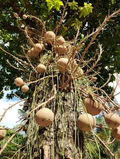 Abrico de Macaco - Árvore Balas de canhão - Couroupita guianensis - Mudas - Plantamundo