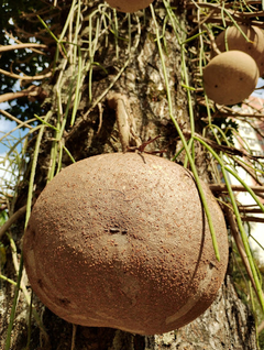 Abrico de Macaco - Árvore Balas de canhão - Couroupita guianensis - Mudas - comprar online