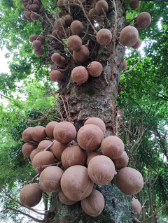 Abrico de Macaco - Árvore Balas de canhão - Couroupita guianensis - Mudas na internet