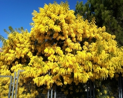 Acacia dealbata- Mimosa - Árvore o Bonsai - comprar online