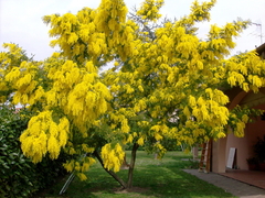 Acacia dealbata- Mimosa - Árvore o Bonsai