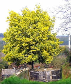 Acacia dealbata- Mimosa - Árvore o Bonsai - Plantamundo
