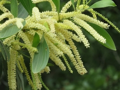 Acacia Australiana - Acacia mangium - A melhor árvore do mundo para apicultura - comprar online