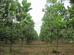 Acacia Australiana - Acacia mangium - A melhor árvore do mundo para apicultura