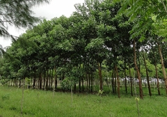 Acacia Australiana - Acacia mangium - A melhor árvore do mundo para apicultura na internet