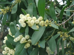 Acacia negra- Acacia Melanoxylon - Árvore - comprar online