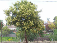 Acacia negra- Acacia Melanoxylon - Árvore