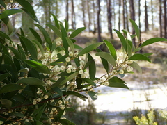 Acacia negra- Acacia Melanoxylon - Árvore na internet