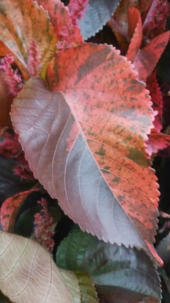 Flamengueira - Acalifa - Acalypha wilkesiana - comprar online