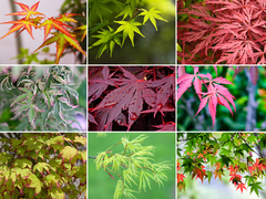 Bordo Japonés - Acer palmatum - Bonsai ou Árvore