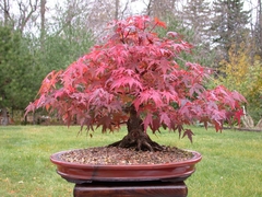 Acer rubrum - Acer vermelho - Red Maple - Bonsai ou Árvore