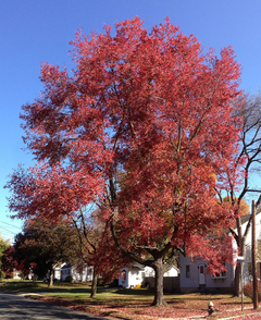 Acer rubrum - Acer vermelho - Red Maple - Bonsai ou Árvore - Plantamundo