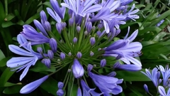 Agapabto Azul - Agapanthus africanus - Flor